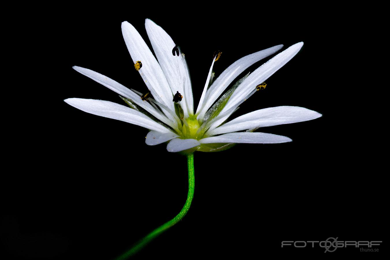 Wood Stitchwort (Lundarv) Stellaria nemorum