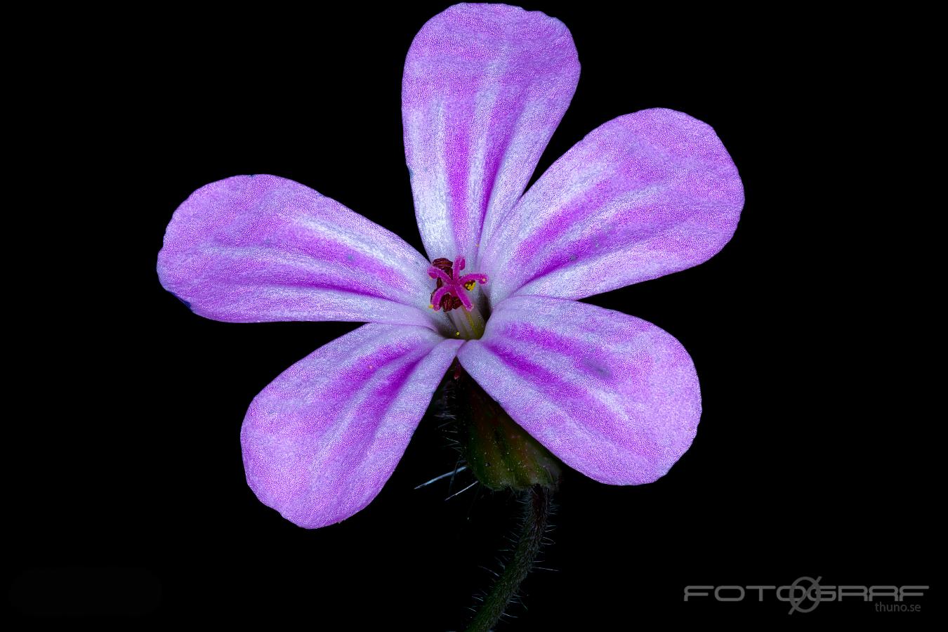 Herb-Robert (Stinknäva) Geranium robertianum