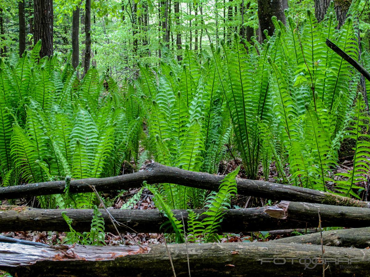 Wing plants (Ormbunkar) Pteridophyta