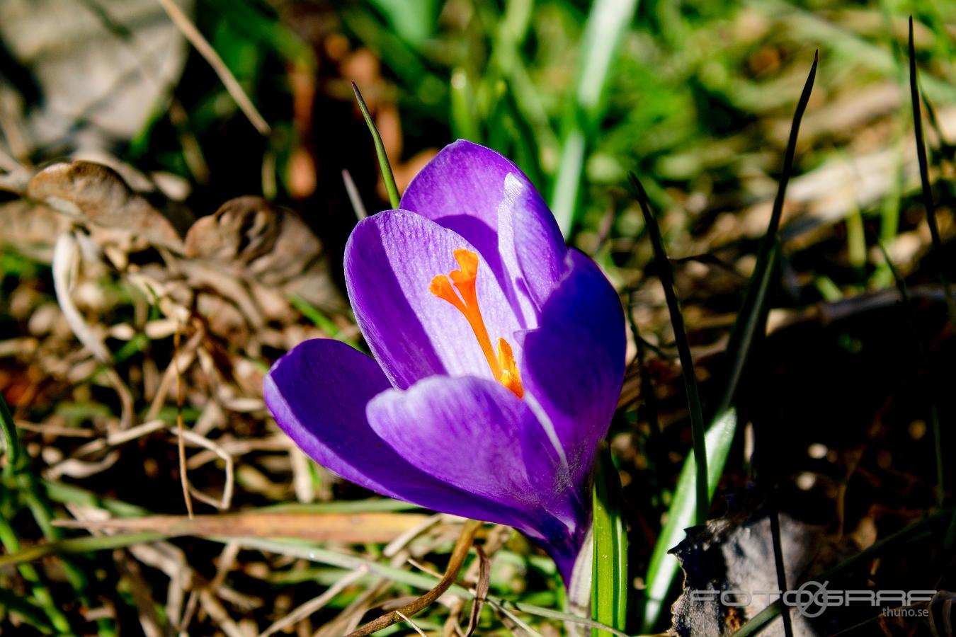 spring crocus, giant crocus (Vårkrokus) Crocus vernus