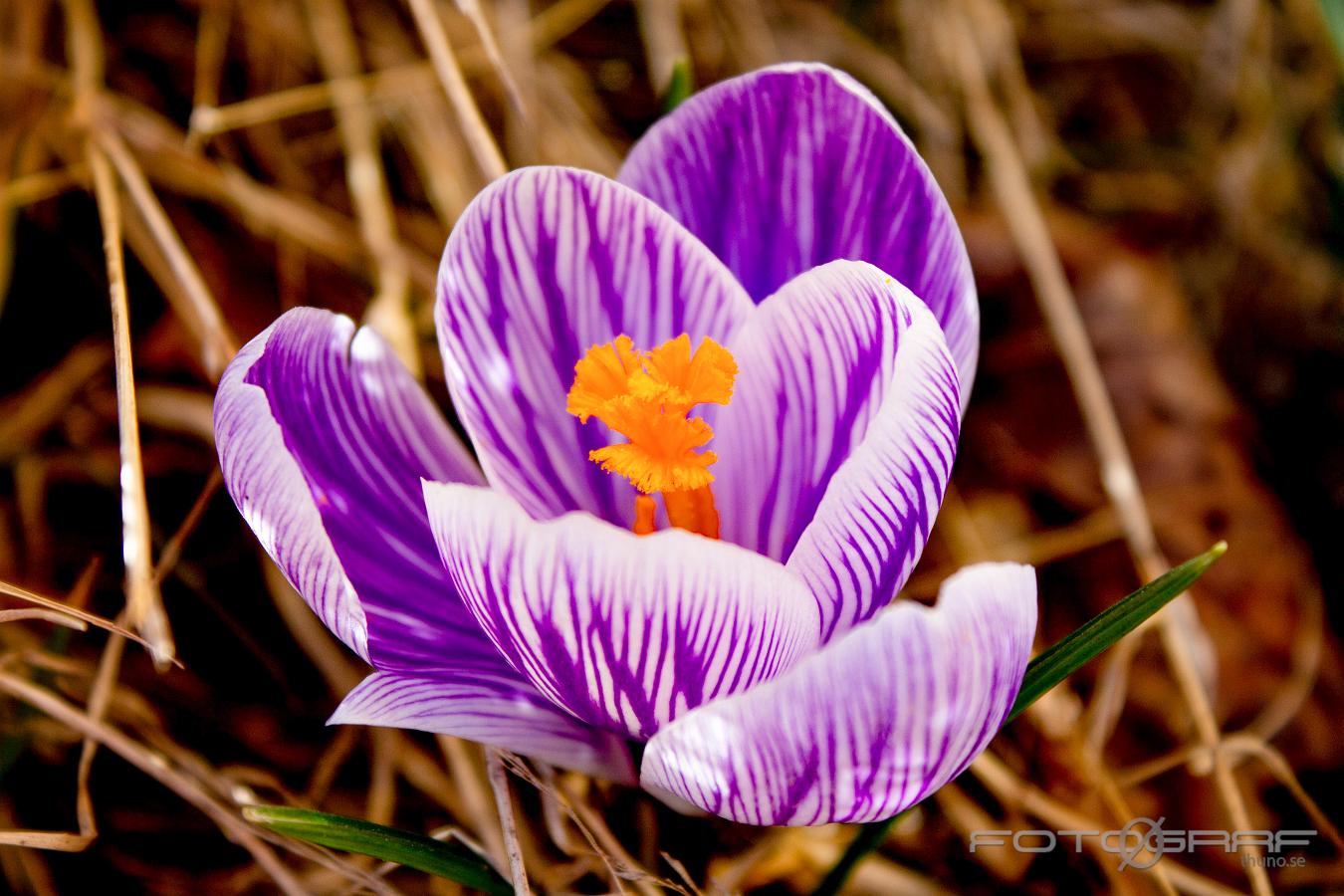 spring crocus, giant crocus (Vårkrokus) Crocus vernus