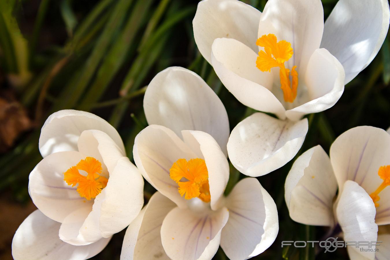 spring crocus, giant crocus (Vårkrokus) Crocus vernus