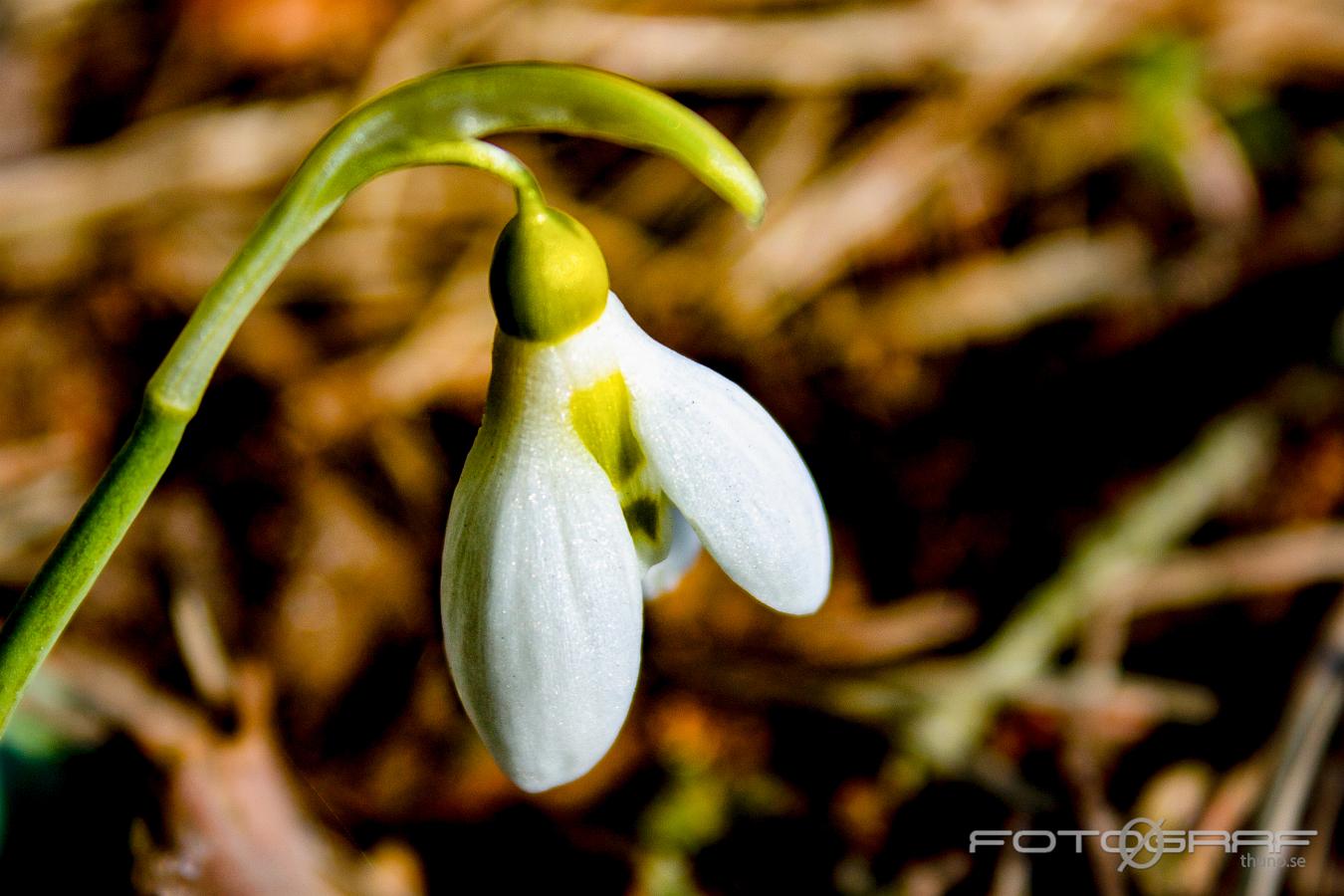 Early birds (Snödroppar) Galanthus nivalis