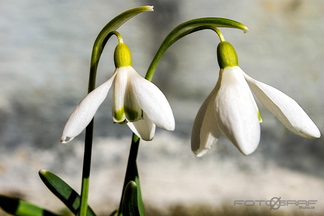 Early birds (Snödroppar) Galanthus nivalis