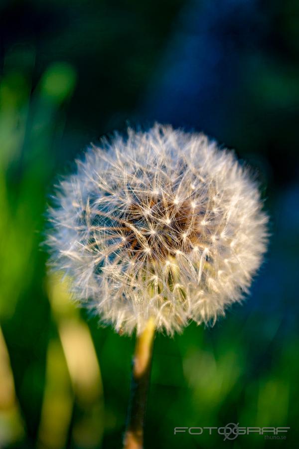 Dandelion (Maskros) Taraxacum