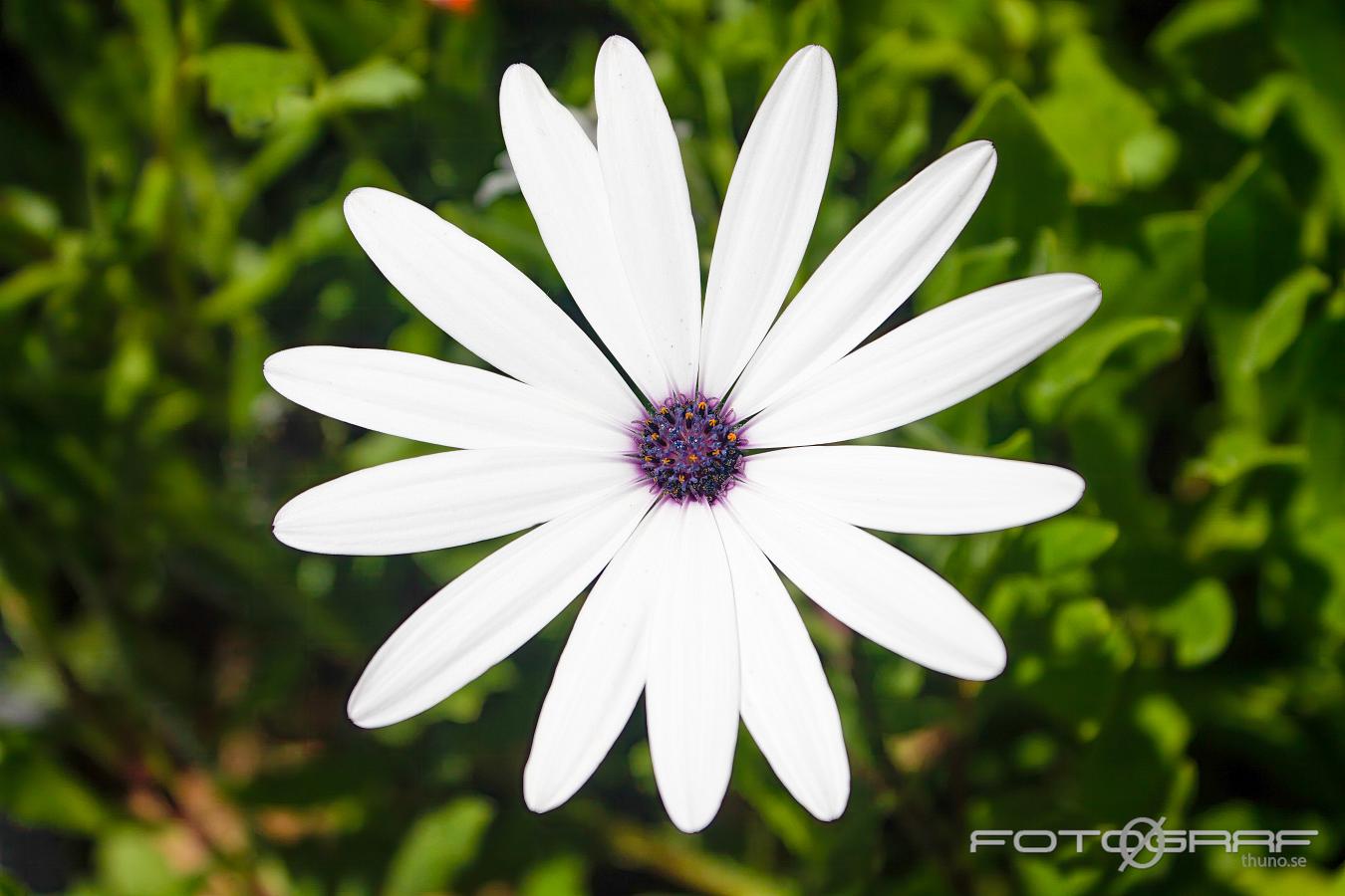 Blue & white daisybush Dimorphotheca ecklonis