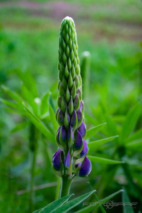 Large-leaved lupine (Blomsterlupin) crocus vernus