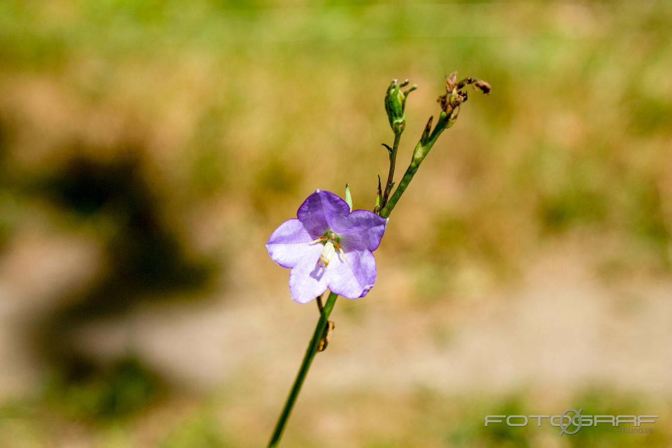 Bluebell (Liten Blåklocka) Campanula rotundifolia