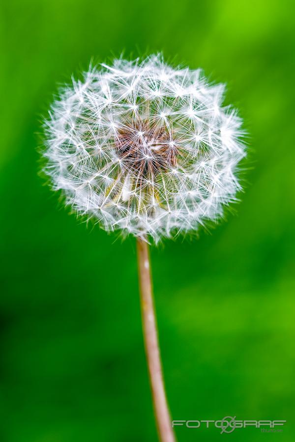 Dandelion (Maskros) Taraxacum