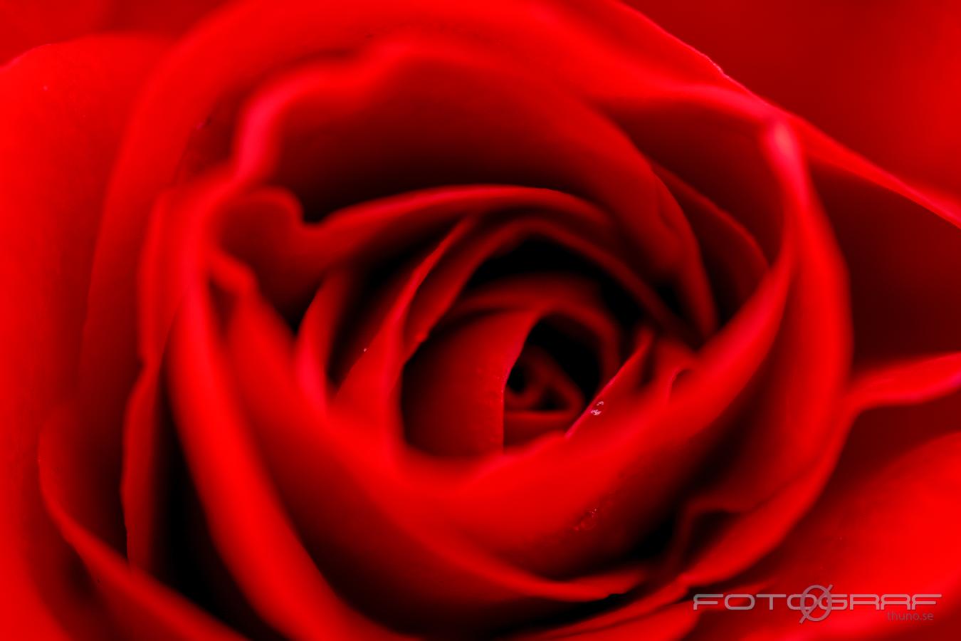 Red rose (Röd ros) 