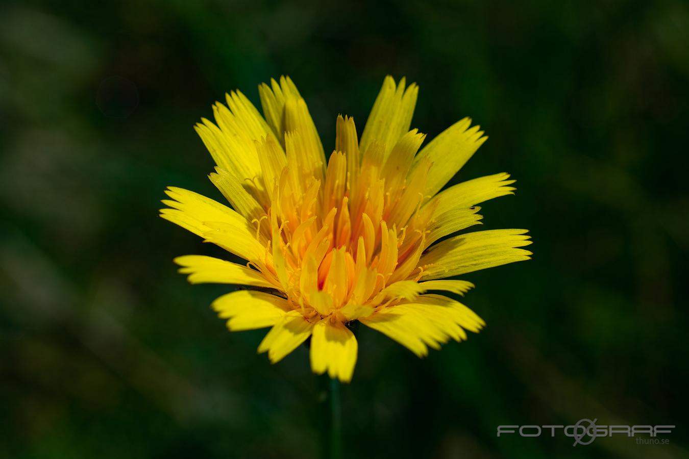 Fall Dandelion (Höstfibbla) Leontodon autumnalis