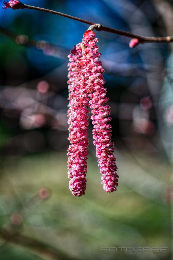 Common hazel (Hassel) Corylus avellana