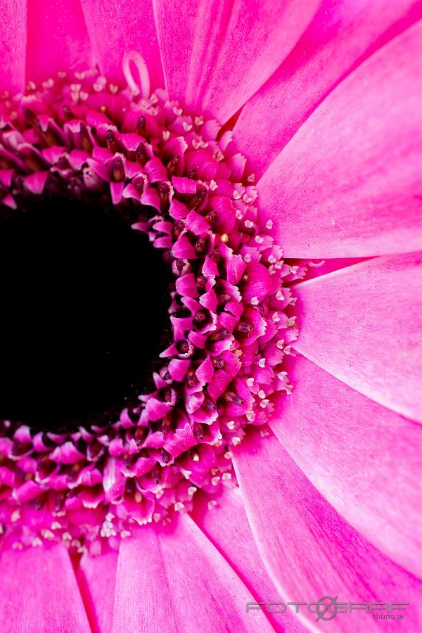 California Giants Gerbera