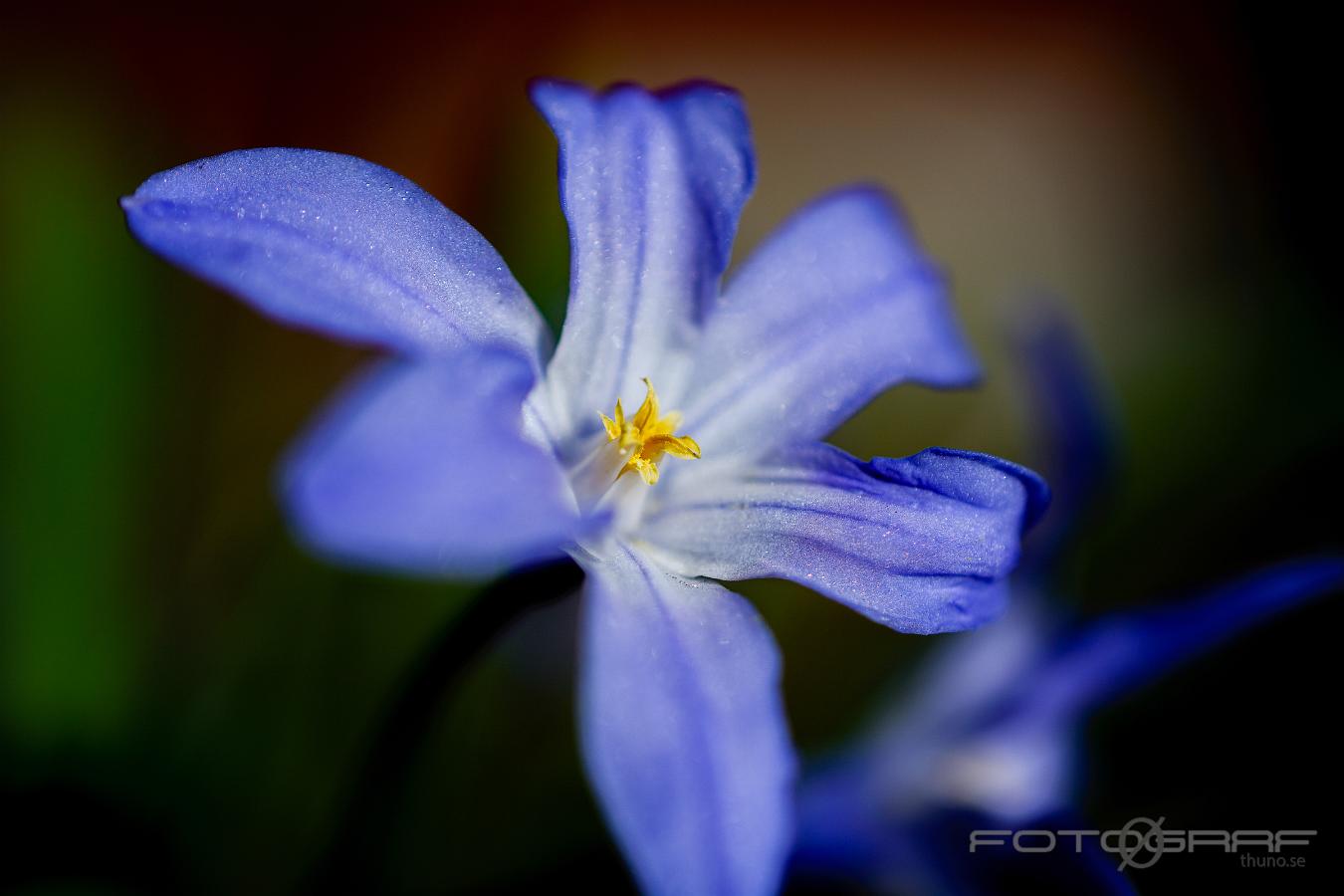 Bossier's glory-of-the-snow (Stor vårstjärna) Scilla luciliae