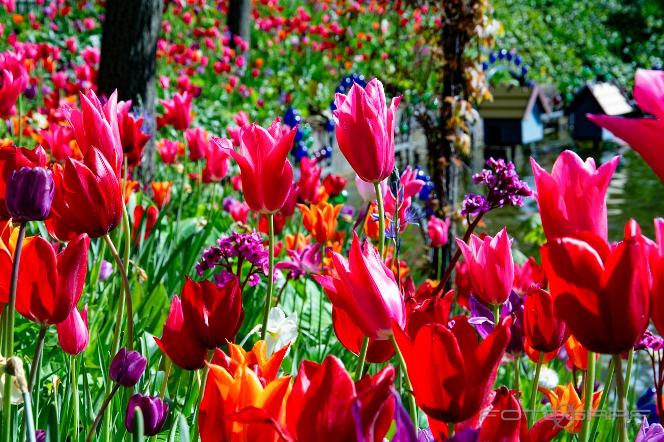 Tulips (Tulpaner) Tulips