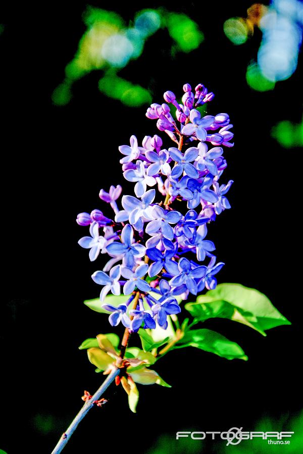 Common Lilac (Syren) Syringa vulgaris