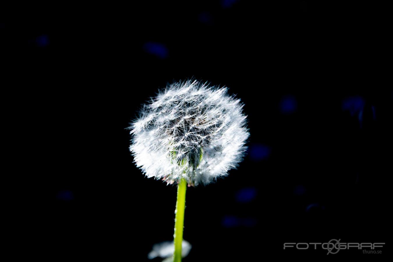 Dandelion (Maskros) Taraxacum