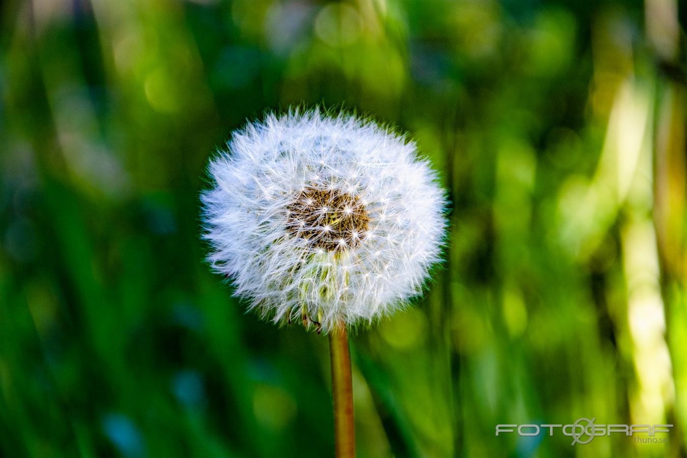 Dandelion (Maskros) Taraxacum