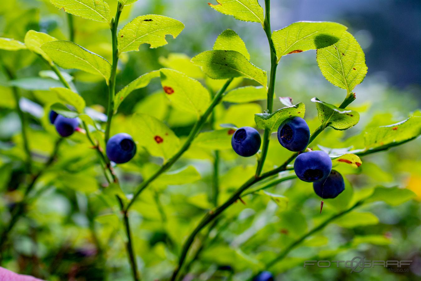 Blue berry (Blåbär) Vaccinium myrtillus