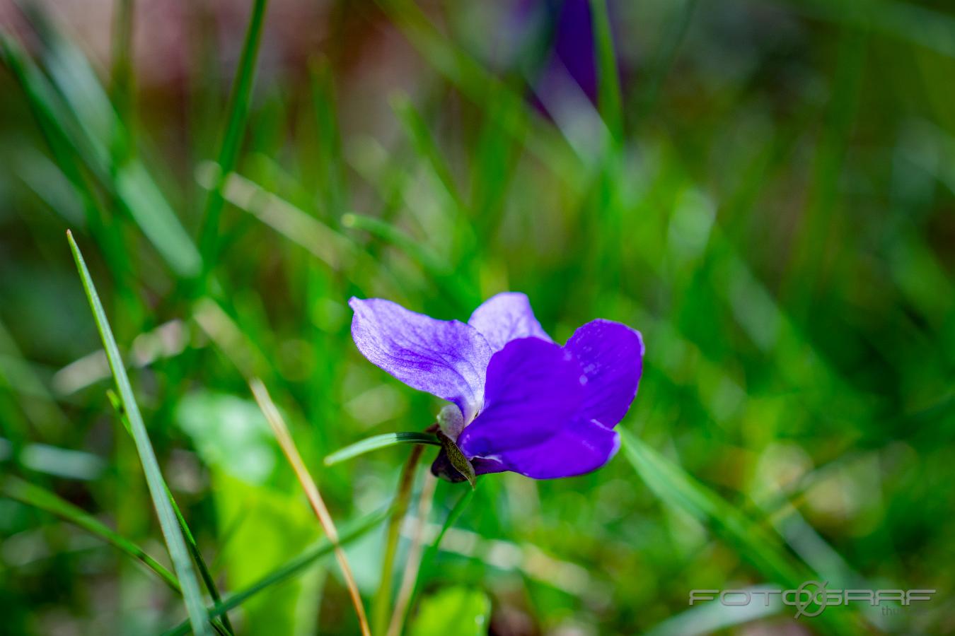 Sweet violet (Luktviol) Viola odorata