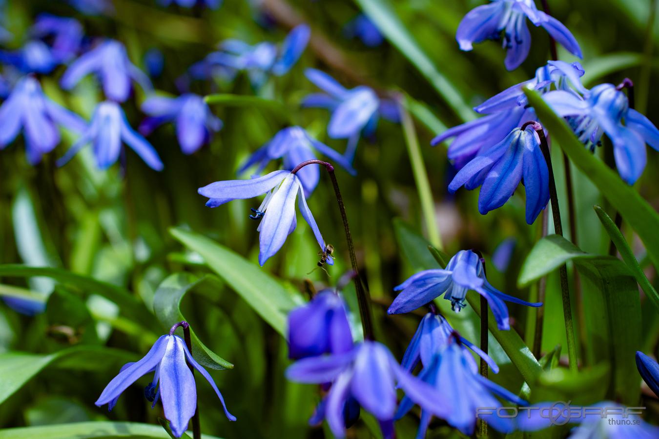 Siberian squill (Blåstjärna) Scilla siberica