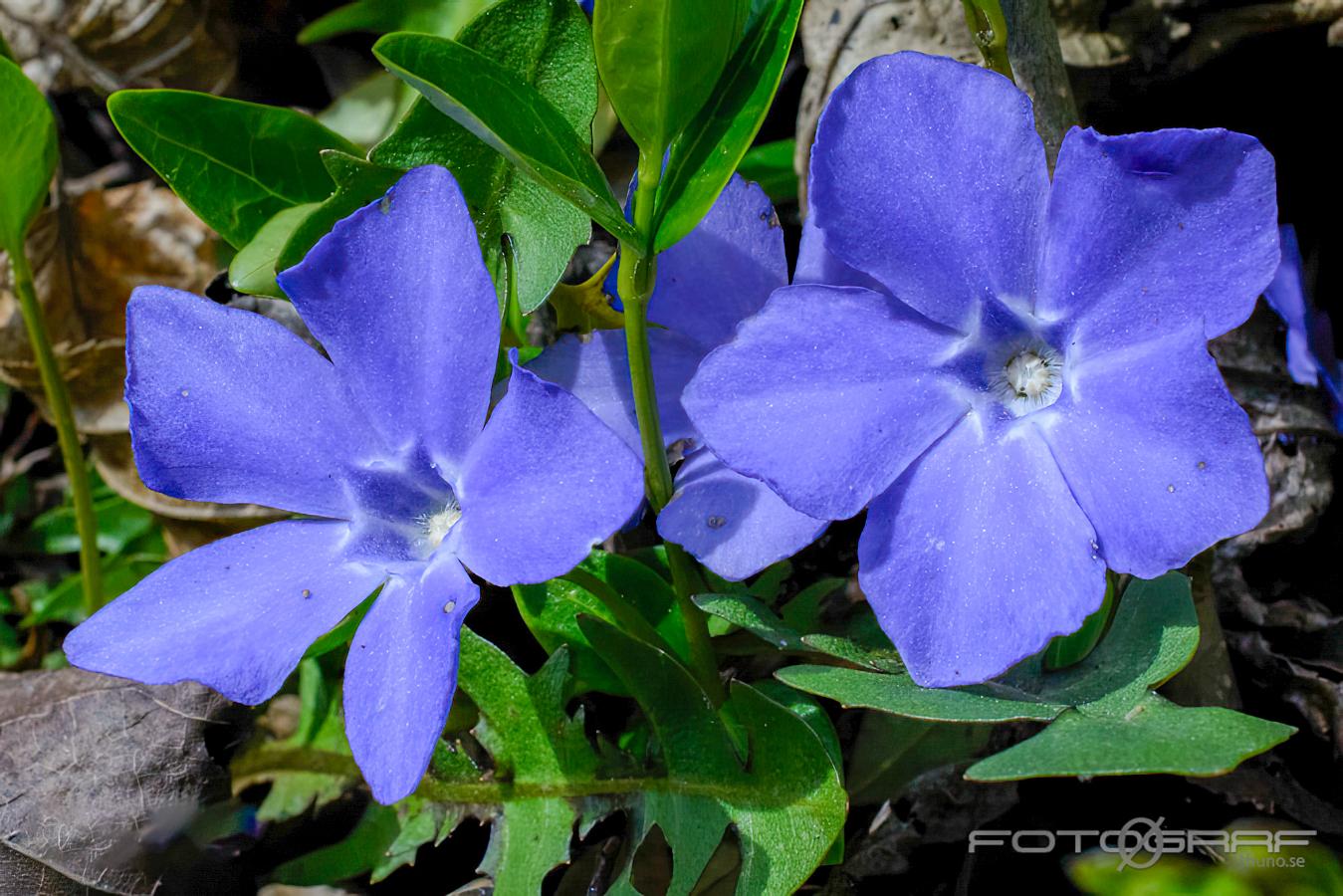 Lesser periwinkle (Vintergröna) Vinca minor