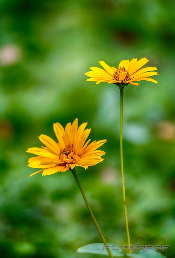 Magnificum Leopard's Bane