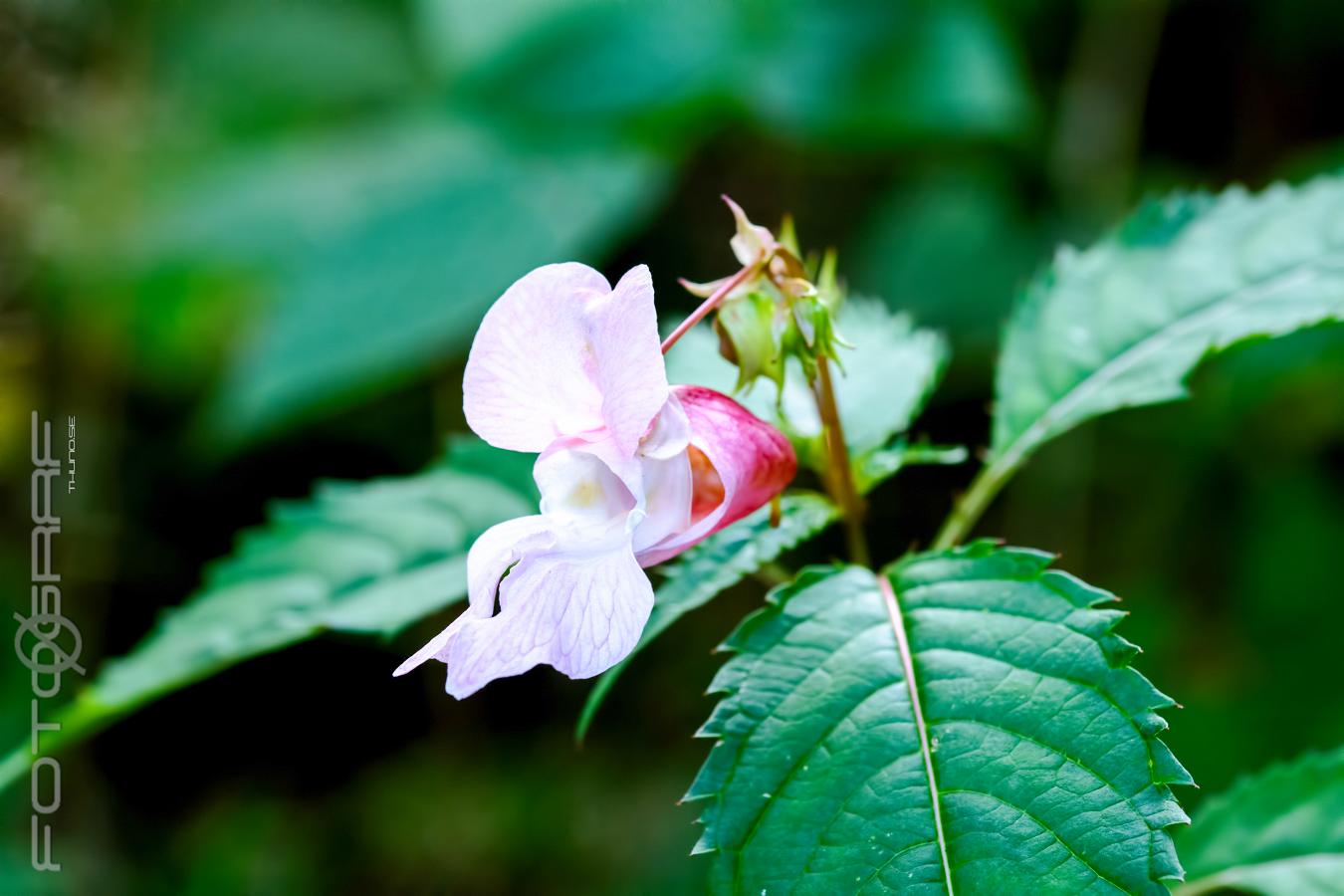 Himalayan balsam (Jättebalsamin) Impatiens glandulifera