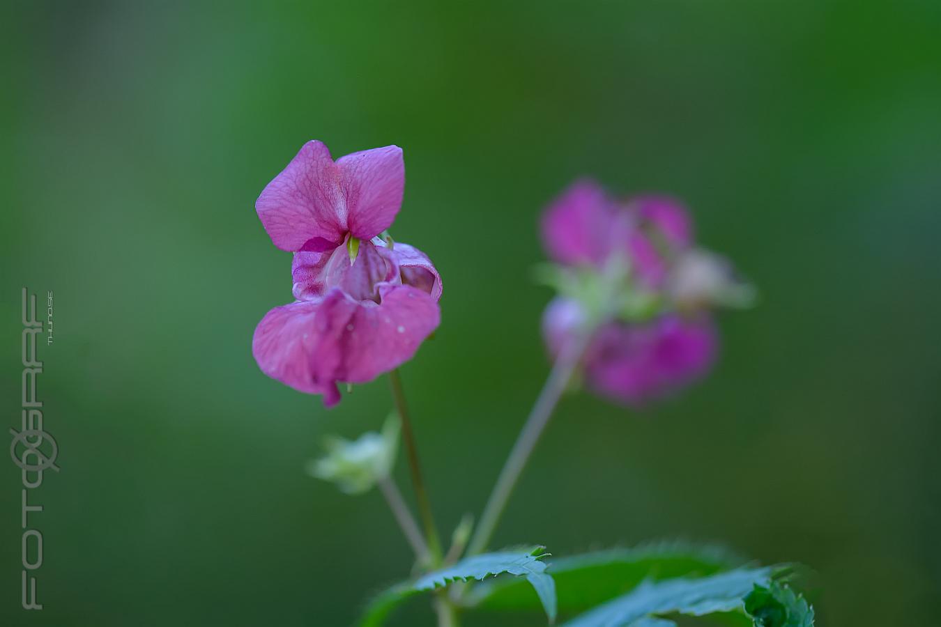 Himalayan balsam (Jättebalsamin) Impatiens glandulifera