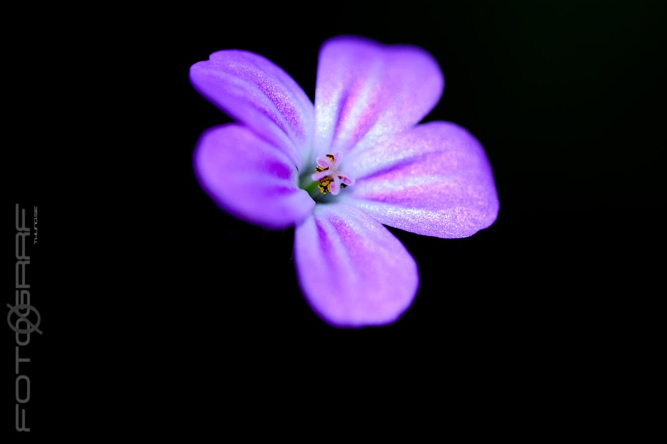 Herb-Robert (Stinknäva) Geranium robertianum