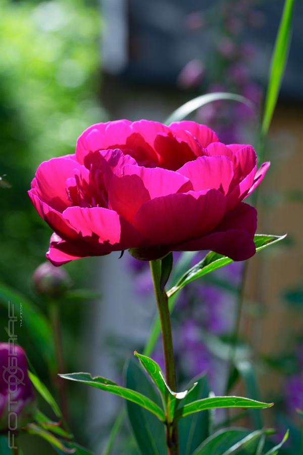 Red Phoenix (Luktpion) Paeonia lactiflora