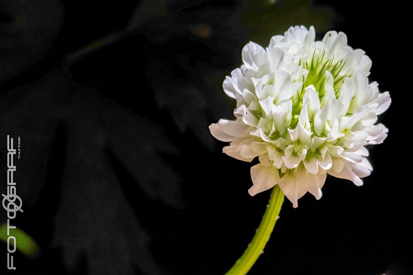 Clover, Trefoil (Klöver) Trifolium