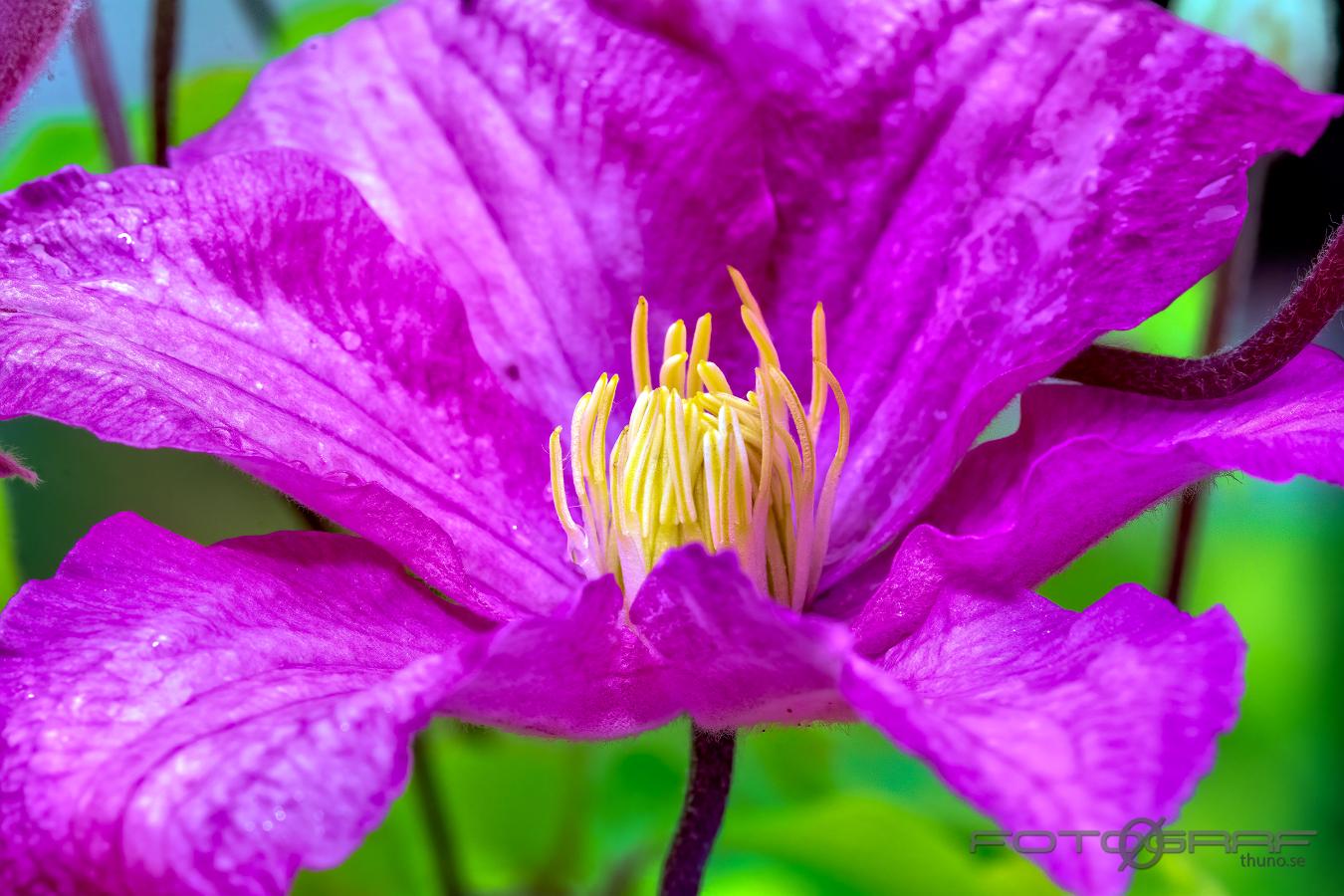 Clematis traveller's joy (Klematis) Clematis