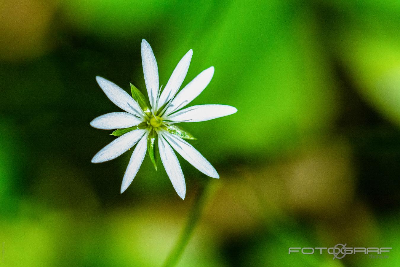 Wood Stitchwort (Lundarv) Stellaria nemorum