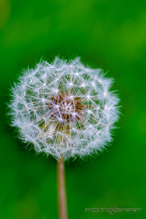 Dandelion (Maskros) Taraxacum