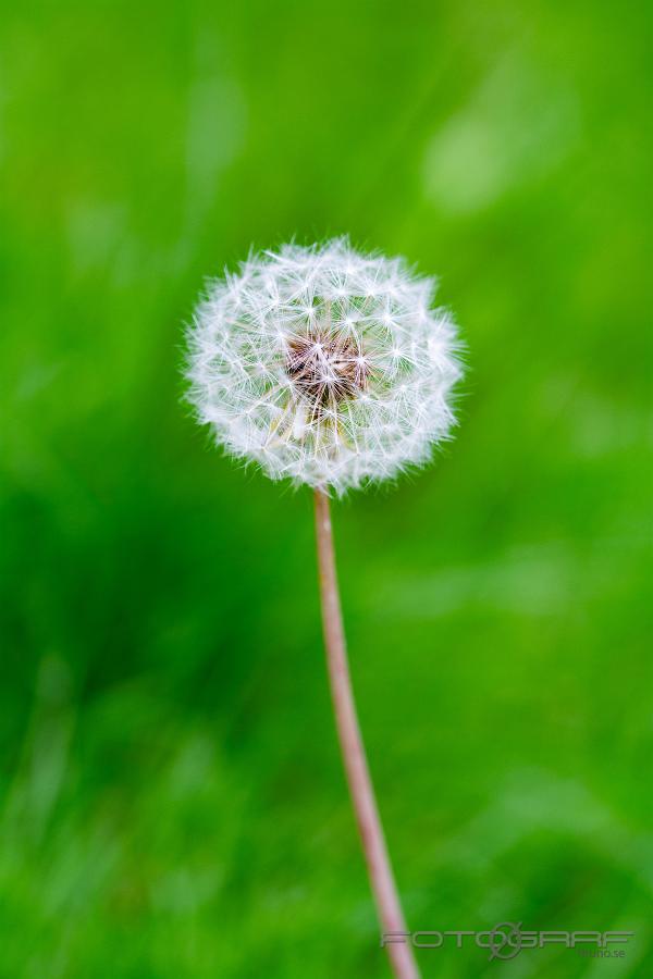 Dandelion (Maskros) Taraxacum