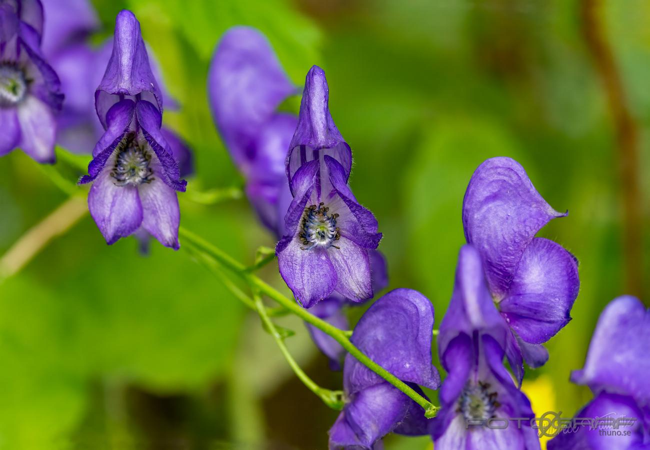 Monkshood (Wolfsbane) Aconitum napellus