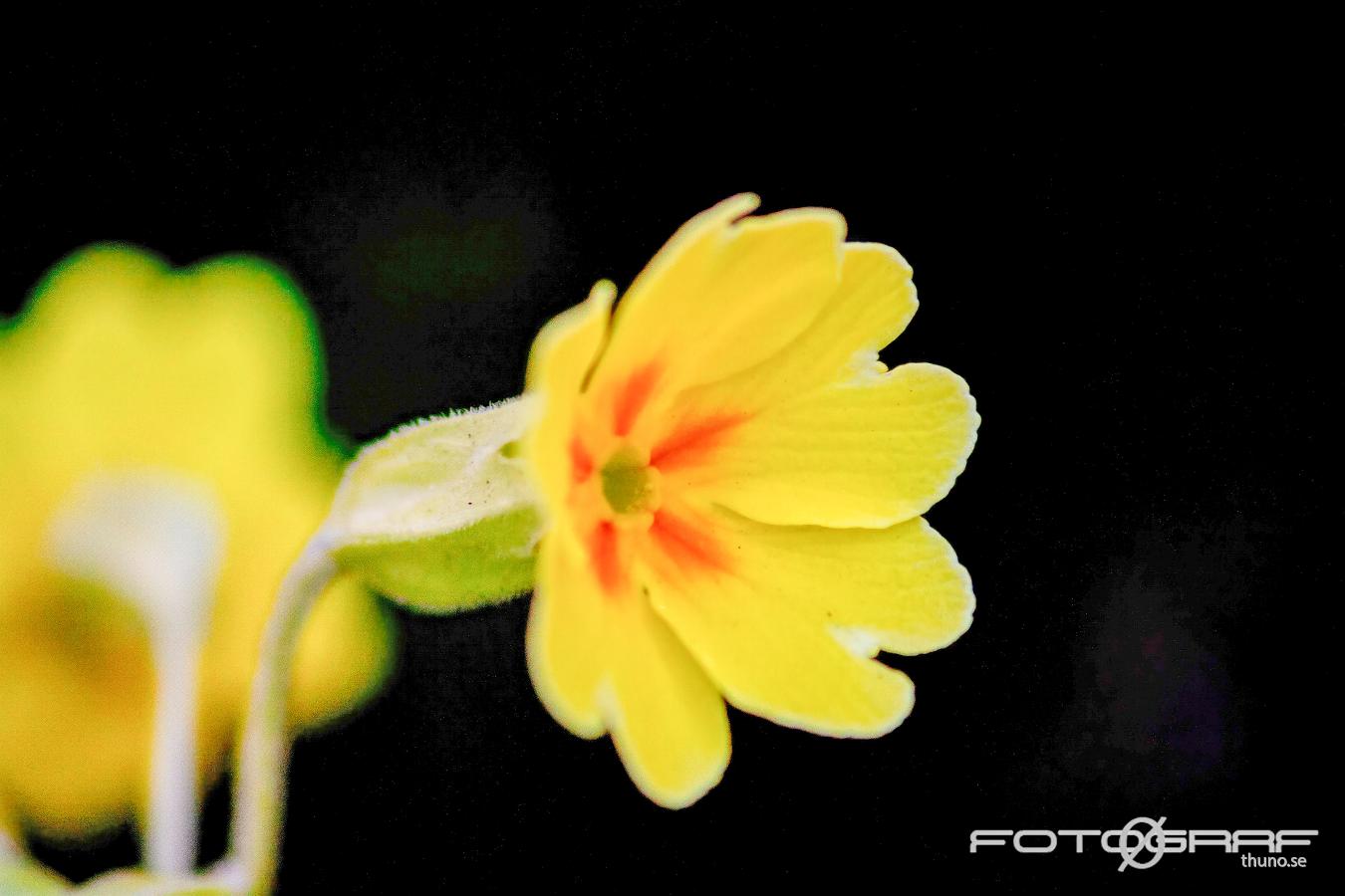 Cowslip primrose (Gullviva) Primula veris