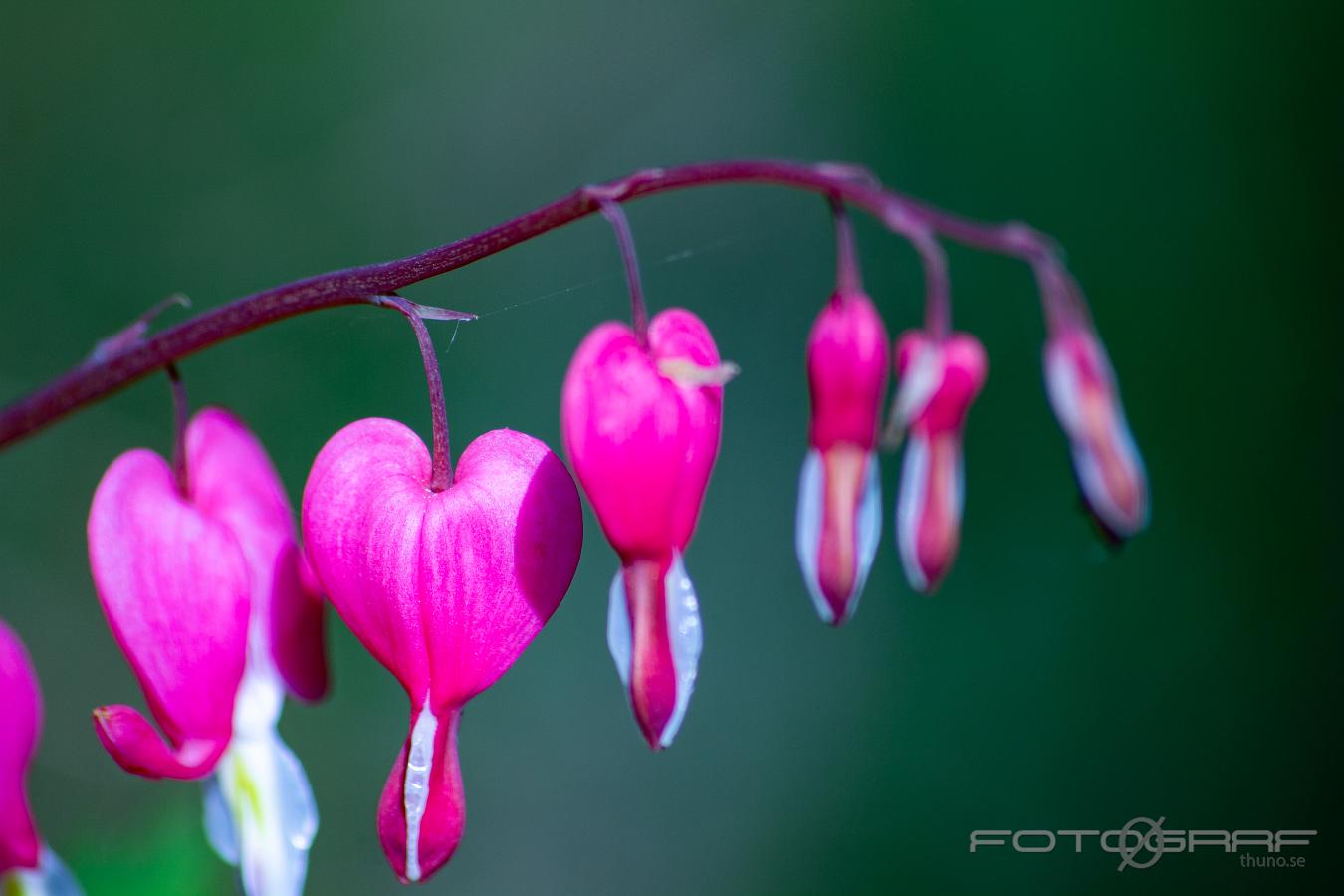 Bleeding heart (Löjtnantshjärta) Lamprocapnos spectabilis