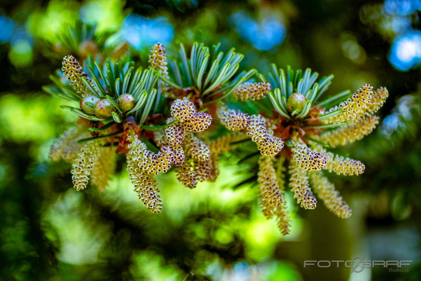 Wing plants (Ormbunkar) Picea abies