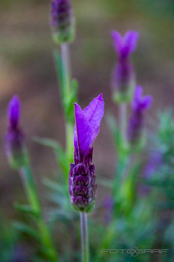 Lavendar