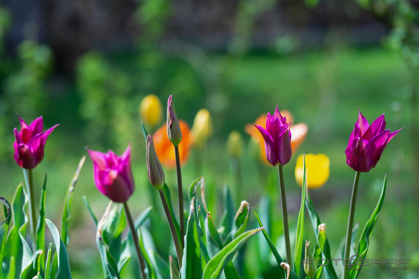 Tulips (Tulpaner) Tulipa