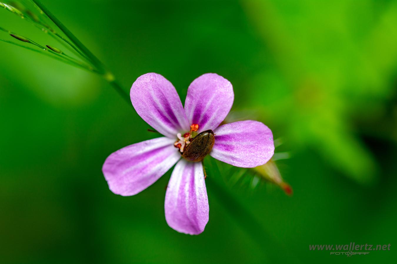 Herb-Robert (Stinknäva) Geranium robertianum