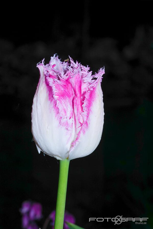 Tulips (Tulpaner) Tulipa