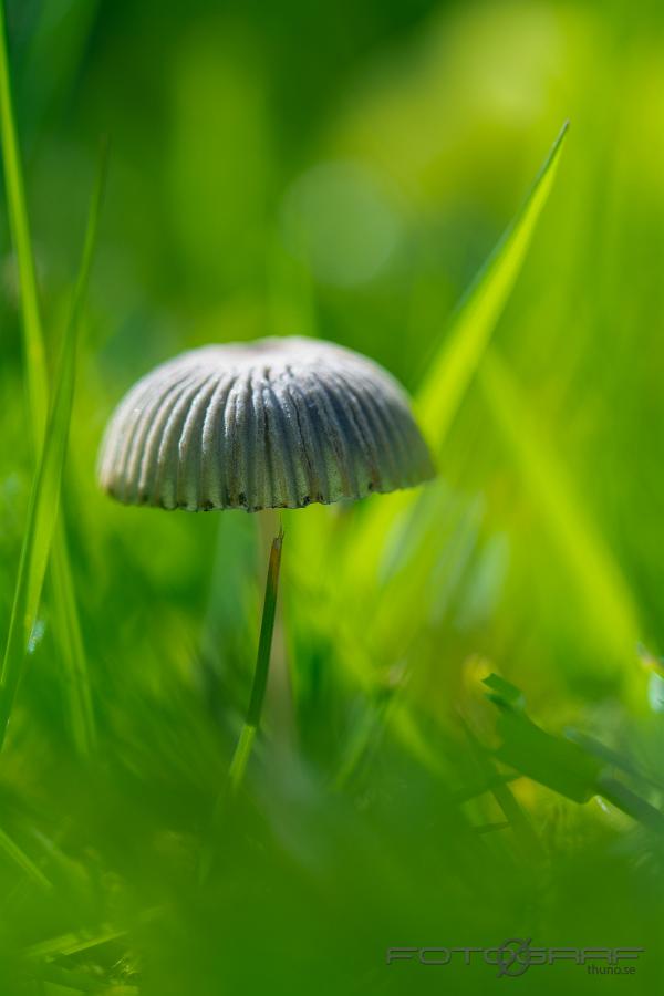 Liten svamp i gräsmattan 