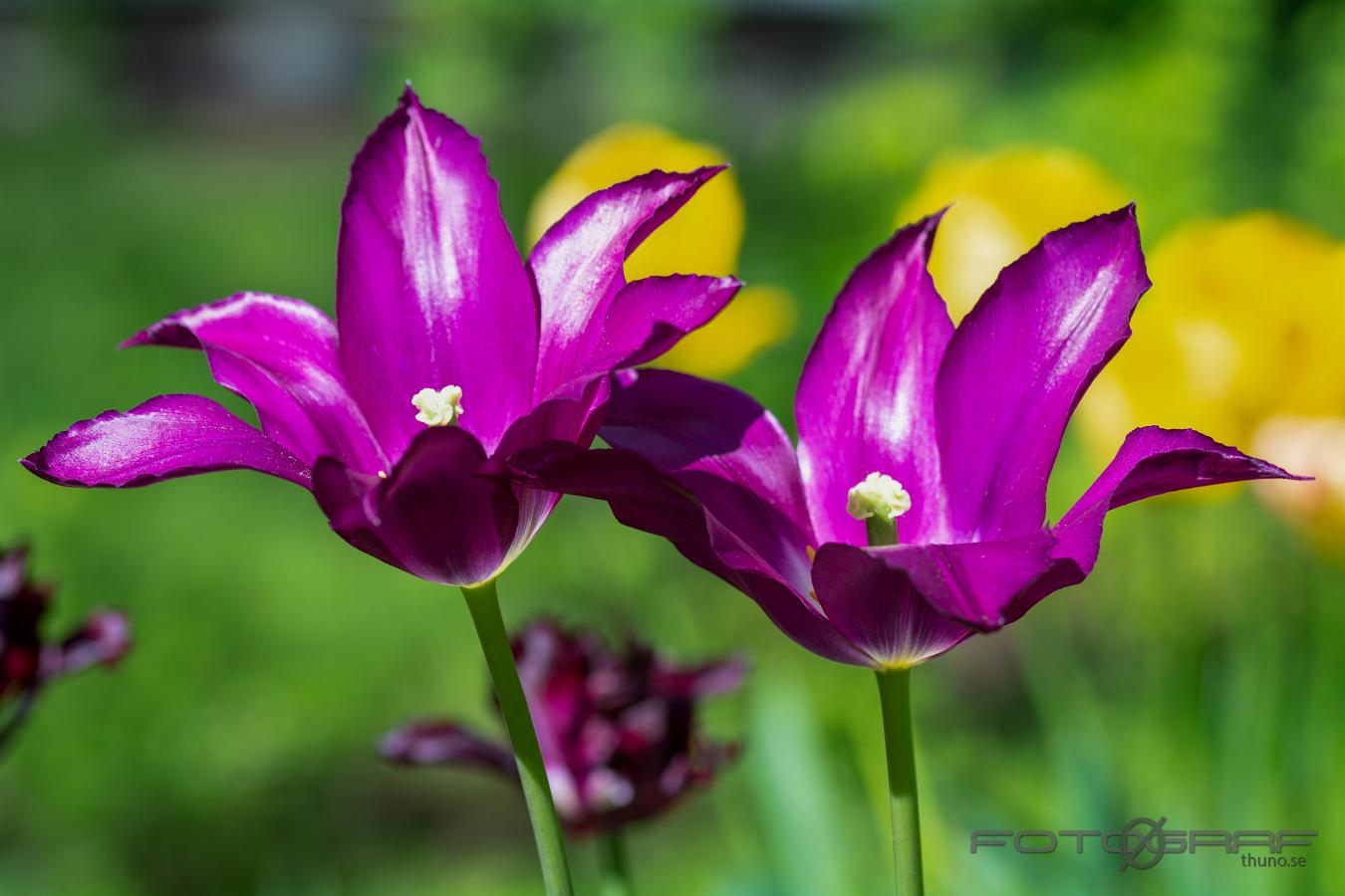 Tulips (Tulpaner) Tulipa