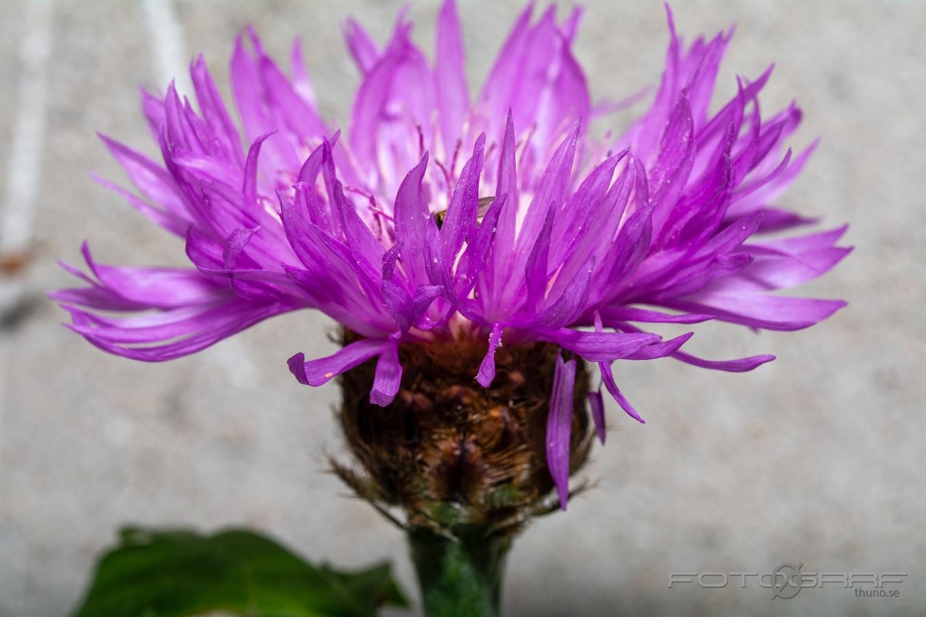 Brown knapweed (Rödklint) Centaurea jacea