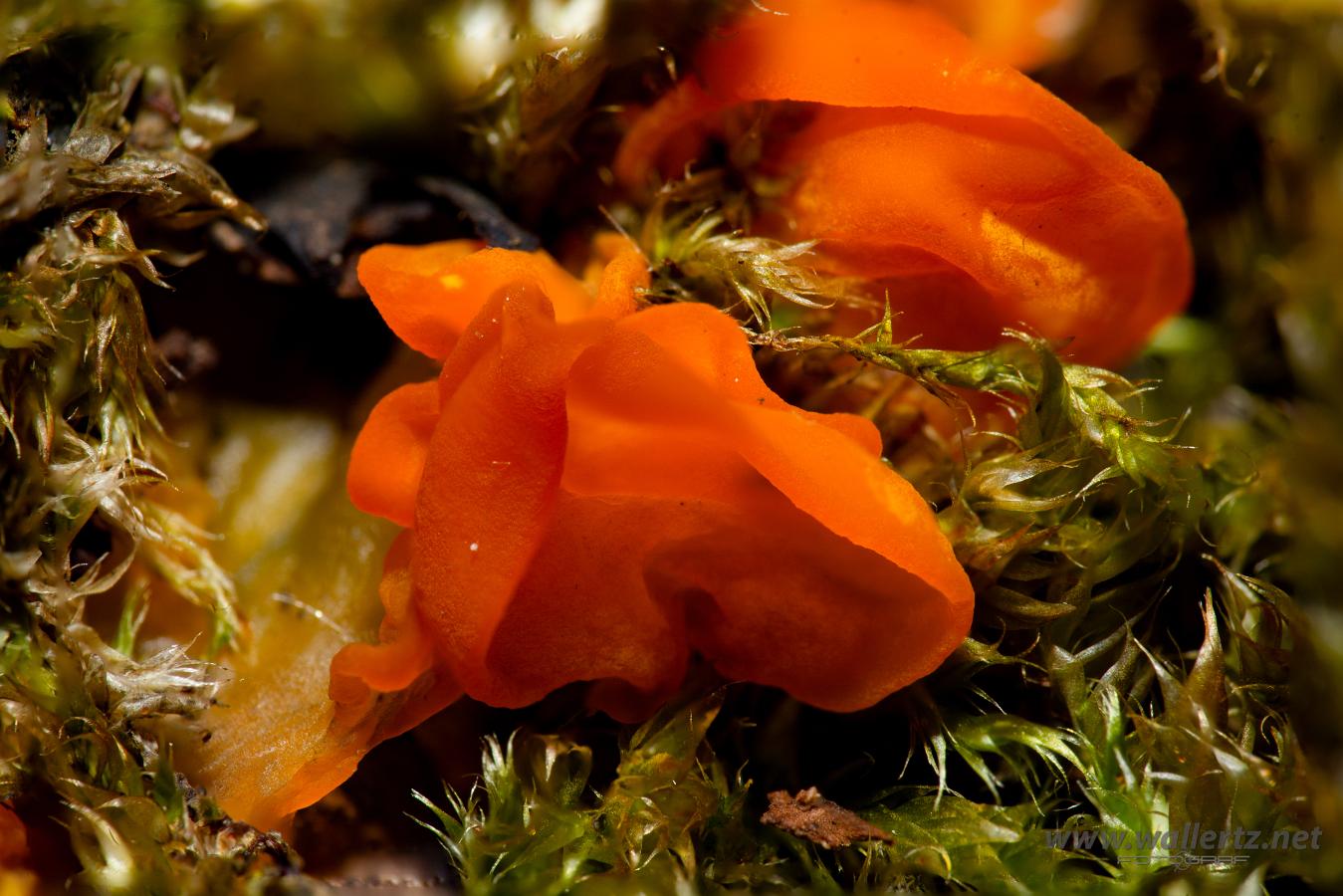 Yellow brain (Gullkrös) Tremella mesenterica