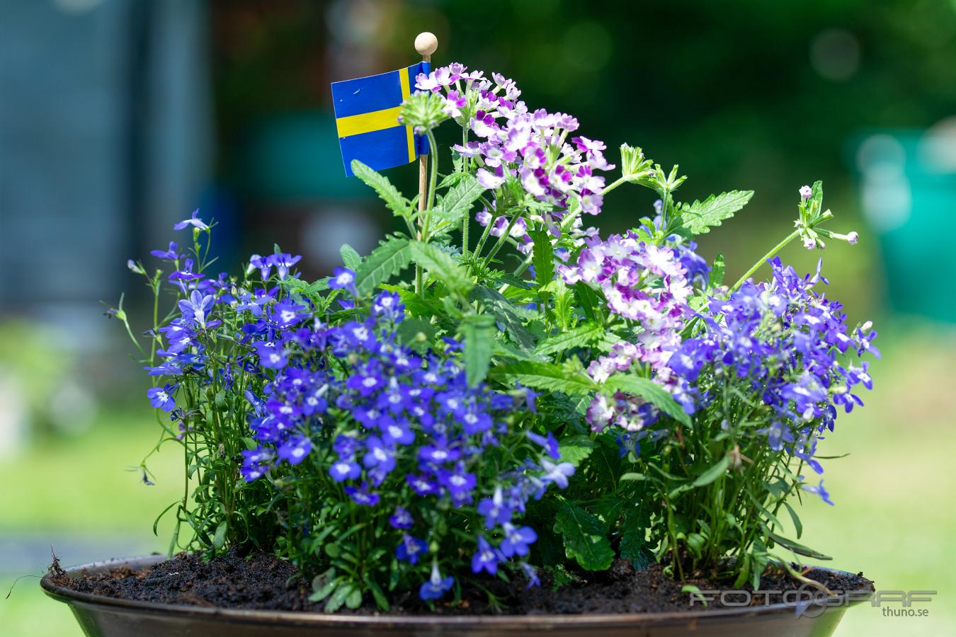 (Kaplobelia) Lobelia erinus