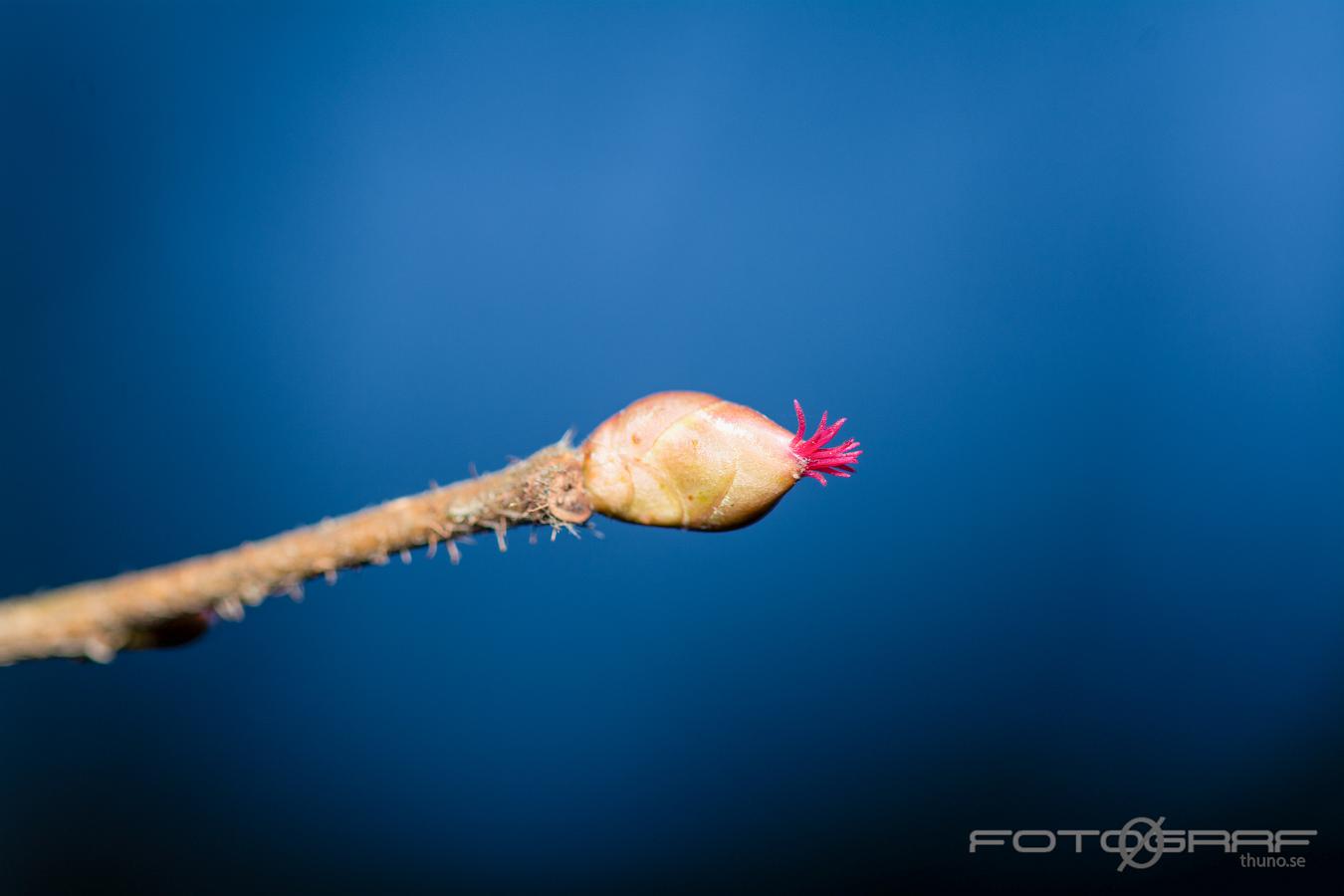 Common hazel (Hassel) Corylus avellana